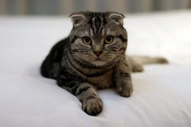 Scottish Fold Baby 1024x768 Wallpapers,Scottish Fold 1024x768 ...