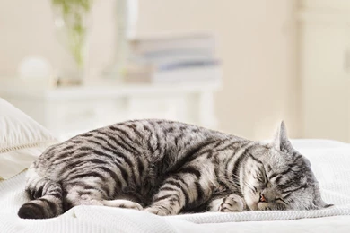 Fat Scottish Fold Cat Sleeping On White Bed