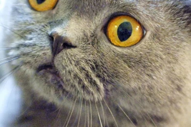 Scottish Fold CatSamsung Wallpapers Download