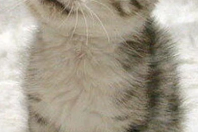 Scottish Fold Cat Wallpapers   Free iPhone Wallpapers