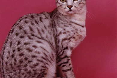 Free Wallpapers Egyptian Mau Cat Red Backgrounds