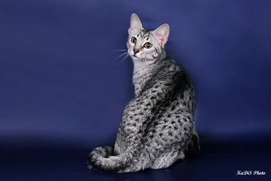 Egyptian Mau On A Blue Backgrounds Wallpapers And Images ...