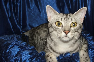 Free Wallpapers Egyptian Mau Kitten