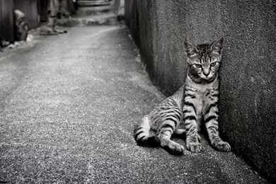 Egyptian Mau Cat On The Street Wallpapers And Images   Wallpapers ...