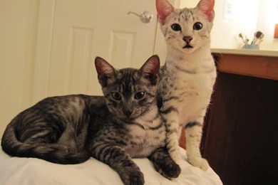 Egyptian Mau Wallpapers Desktop