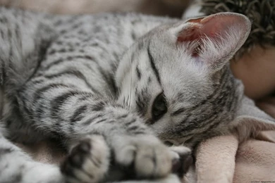 Playful Egyptian Mau Kitten Photo And Wallpaper. Beautiful Playful ...