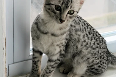 Egyptian Mau Cat Images