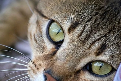 Egyptian Mau Photos And Wallpapers. Beautiful Egyptian Mau Pictures