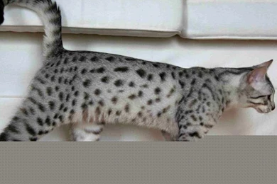 Egyptian Mau Cat Walking Wallpaper,Egyptian Mau Cat Wallpaper,cute ...