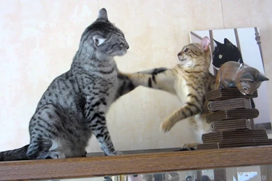 Egyptian Mau Cat Pictures, Breed Personality