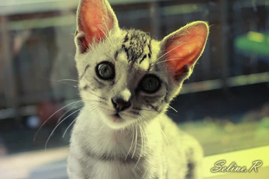 Egyptian Mau Kitten By SelinePhotos On DeviantArt