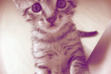 What? :D / More : Http://cutecatimage.blogspot.com / Egyptian Mau ...
