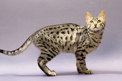 Bengal Cat Facts