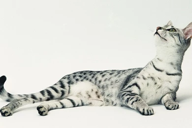 Silver Colored Egyptian Mau 1024x768px