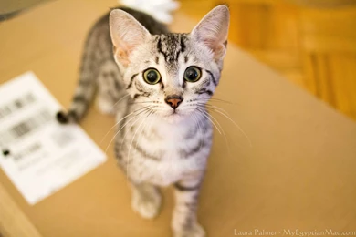 Introducing Solstice, Our New Egyptian Mau Kitten