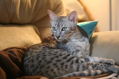 Egyptian Mau On The Couch Photo And Wallpaper. Beautiful Egyptian ...