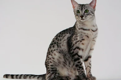 Egyptian Mau Wallpapers HD Download