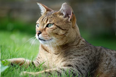 Egyptian Mau High Definition Wallpapers