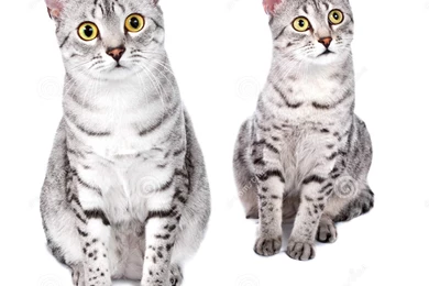 Pictures Of Egyptian Cats   HD Wallpapers Pretty