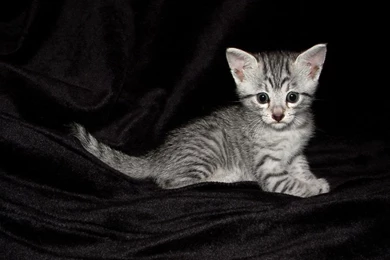 Week 1   Egyptian Mau (New Idea, Please Read!) By PetAntics On ...