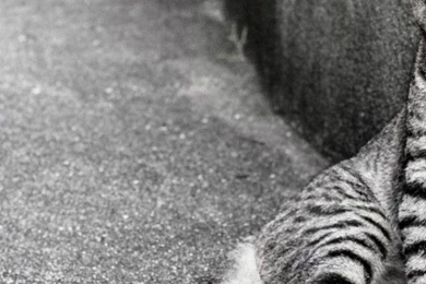 HDscreen: Animals Cats Egyptian Mau Monochrome Desktop Bakcgrounds