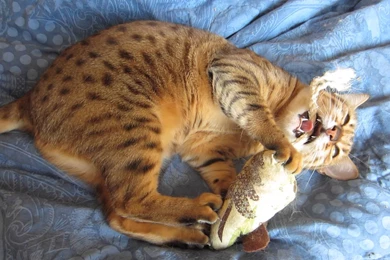 Galadriel, Bronze Egyptian Mau Cat, Playing With Her Toy   YouTube