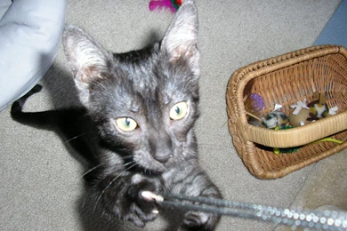 Adopting Egyptian Mau Kittens