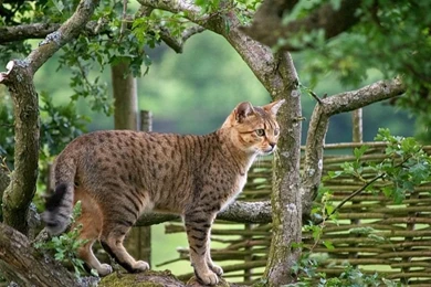 Bonny Egyptian Mau Photo And Wallpaper. Beautiful Bonny Egyptian ...