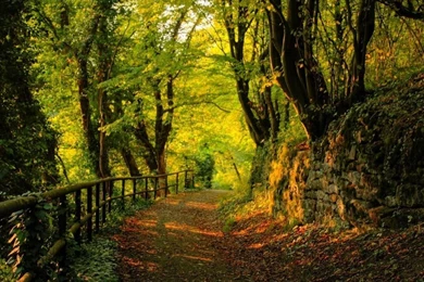 Fall Wallpapers Hd Wallree30