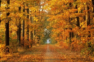 Fall HD Backgrounds Wallpapers 13530   HD Wallpapers Site