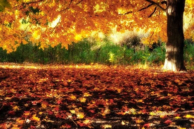 Fall Backgrounds For Desktop Wallpapers 225577