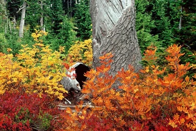 Free Fall Backgrounds