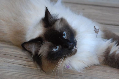 Birman Cat Wallpapers
