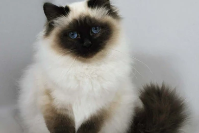 Birman Cat Wallpapers
