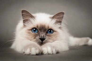Birman Wallpapers HD Download