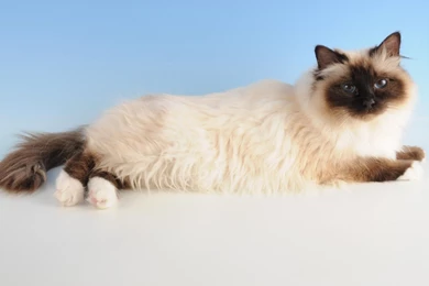 Birman Cat Wallpapers