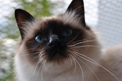 Birman Cat Wallpapers