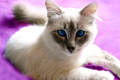 Birman Cat Wallpapers