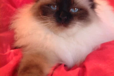 Free Wallpapers Birman Cat Cute Birman Cat