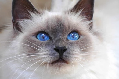 Birman Pictures On Animal Picture Society