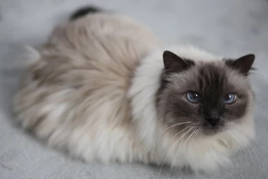 Sharif, The Birman Cat   A Photo On Flickriver