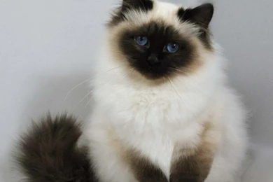 Birman Cat HD Wallpapers   , New Wallpapers, New Wallpapers