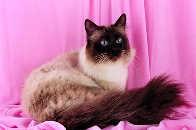 Birman Cat HD Wallpapers