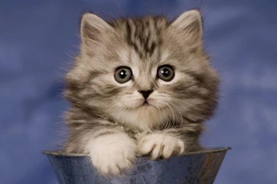 Angry Birman Cat Pets Animal Photo