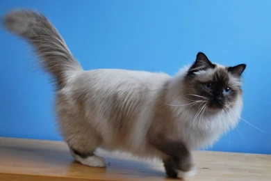Birman Cat – Purrfect Cat Breeds