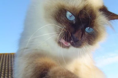 Free Wallpapers Birman Cat Head
