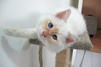 Milo Birman´s Cat Cats   CuteImages.net