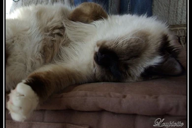 Birman Cats 2 By Loupiotte1203 On DeviantArt