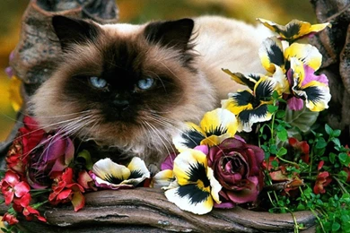 Birman   Cats Wallpapers