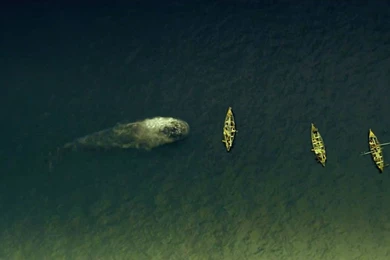 In the Heart of the Sea Movie Screenshoot Whale Fish Towards The Boats Wallpapers.jpg